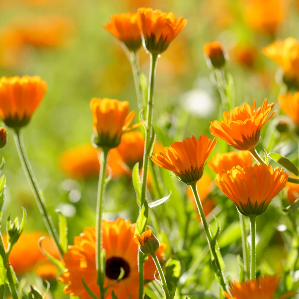 Calendula Massageolie - 100ml - Image 3